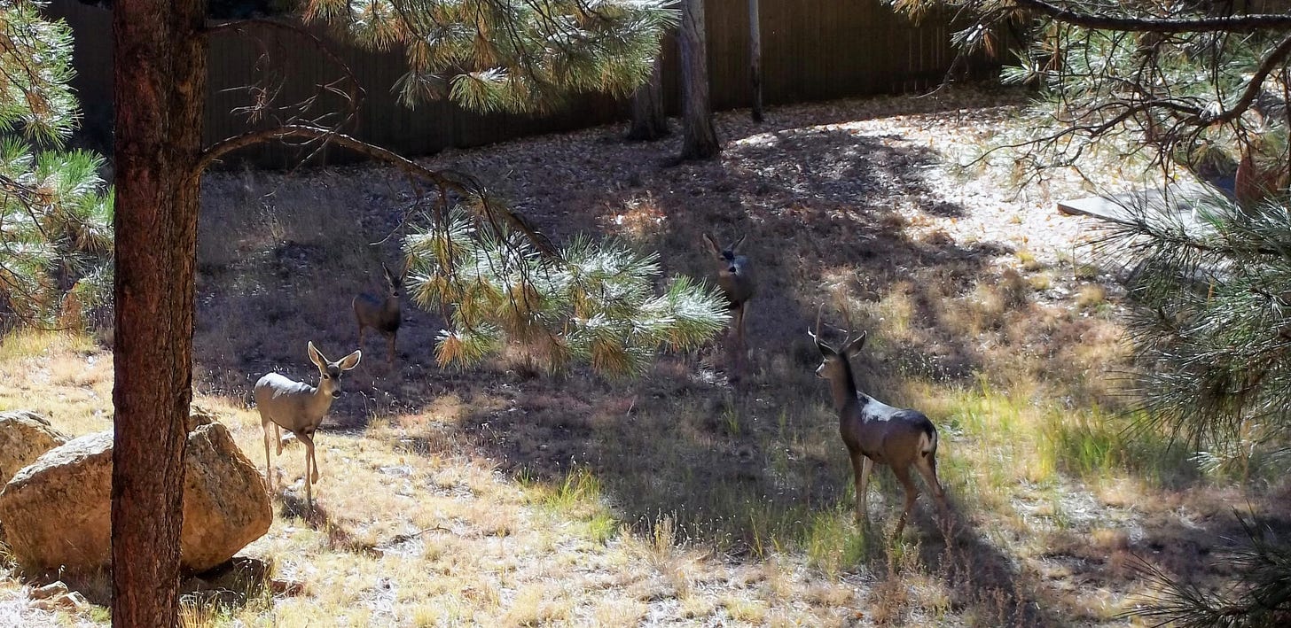 Three deer stand in a small clearing among ponderosa pine trees.