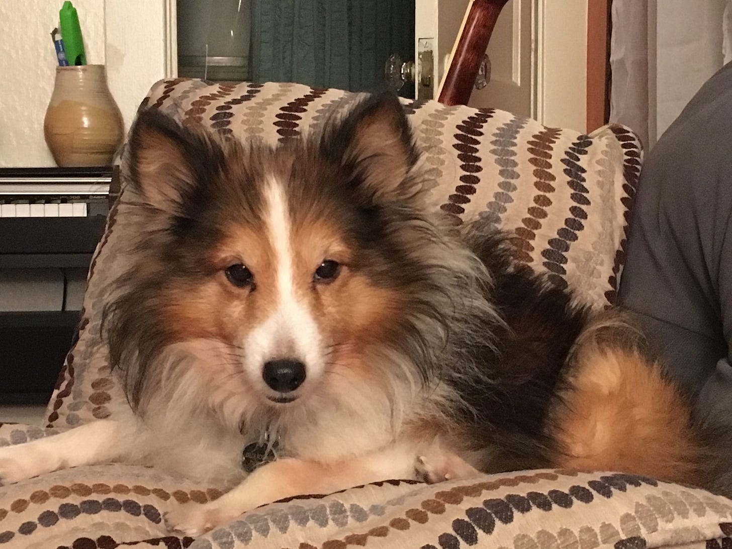 Red and white sheltie staring intently at the camera