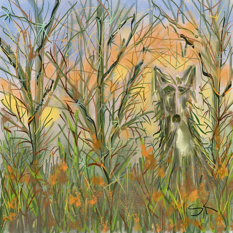 Wolf hiding in the wild brush illustration by Sherry Killam Arts