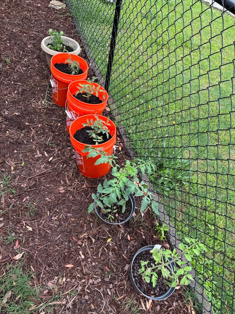 last year's tomato plants