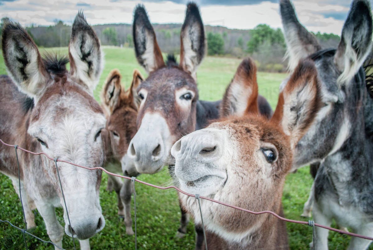 Herd of donkeys - Stock Photo - Dissolve