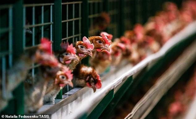 Bird flu has been detected at a Victorian egg farm, plunging it into lockdown. Chickens in an egg farm are pictured