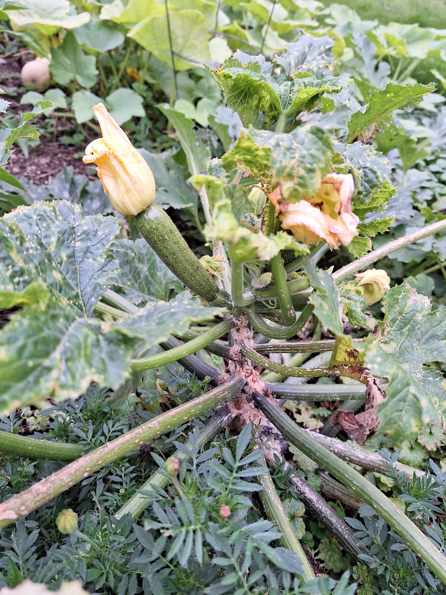 photo of my zucchini plant trying to create one more squash