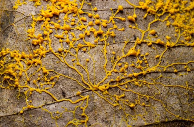 Brainless Slime Mold Builds a Replica Tokyo Subway | Discover Magazine