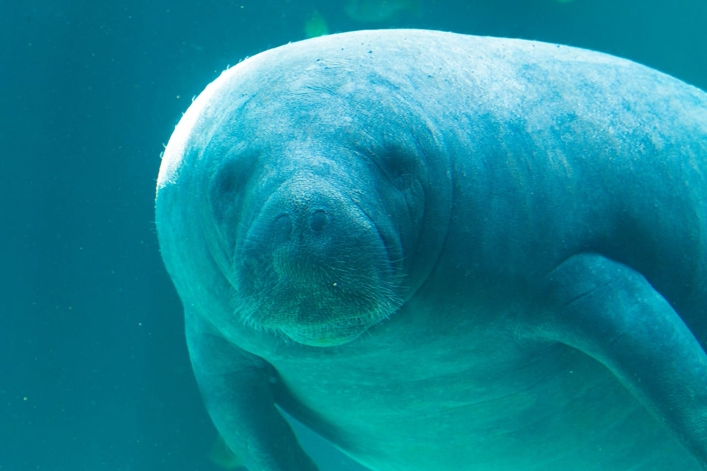 A gray manatee appears blue in the blue-colored water and stares straight into the camera.