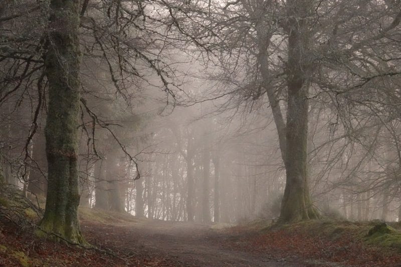 Mist filters through an avenue of beech trees