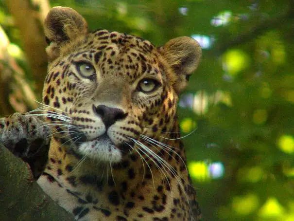 Jungle Animals - Animal Facts Encyclopedia