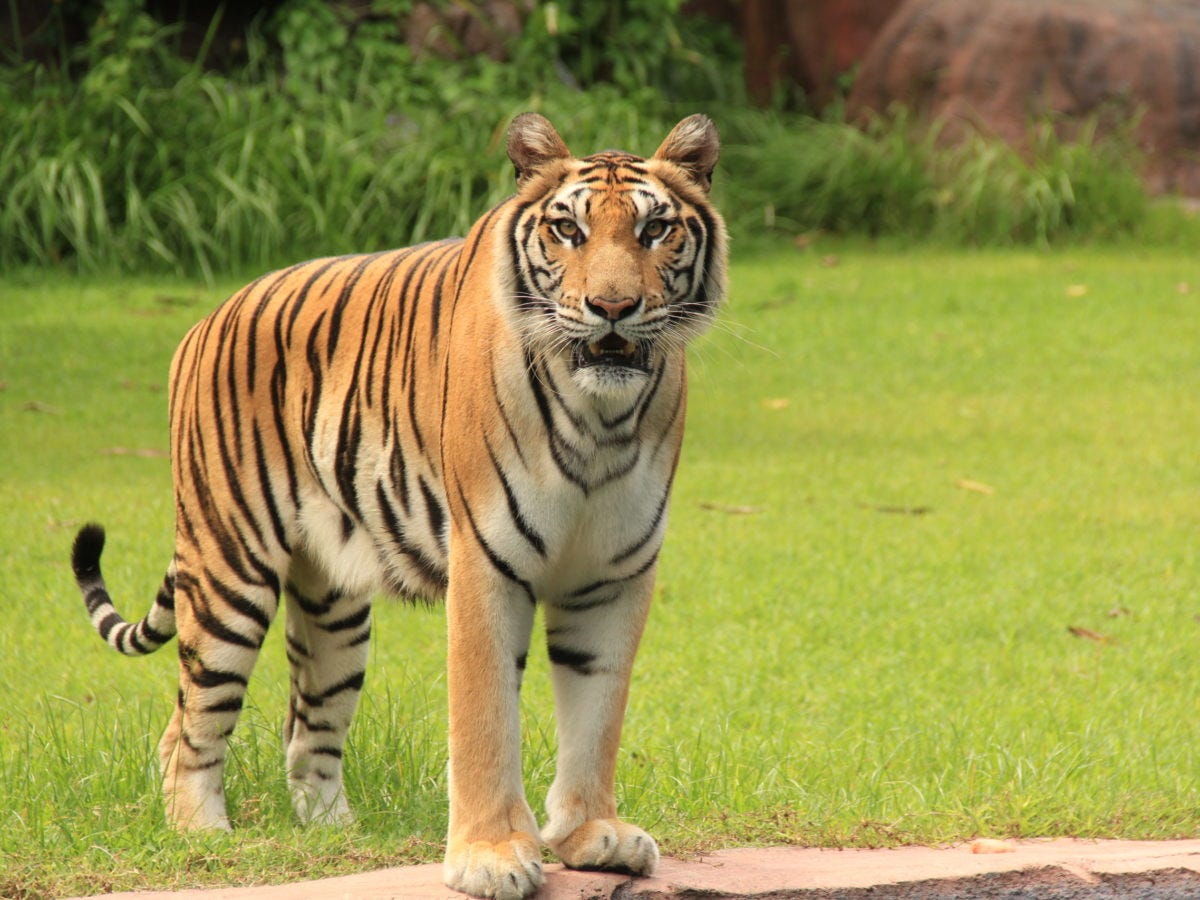 Bengal Tiger: The Power, Beauty and More! - Bali Safari Marine Park