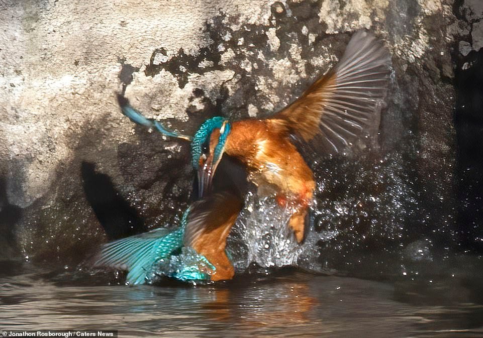 Male kingfishers are seen in amazing riverside duel as they battle for  territory | Daily Mail Online