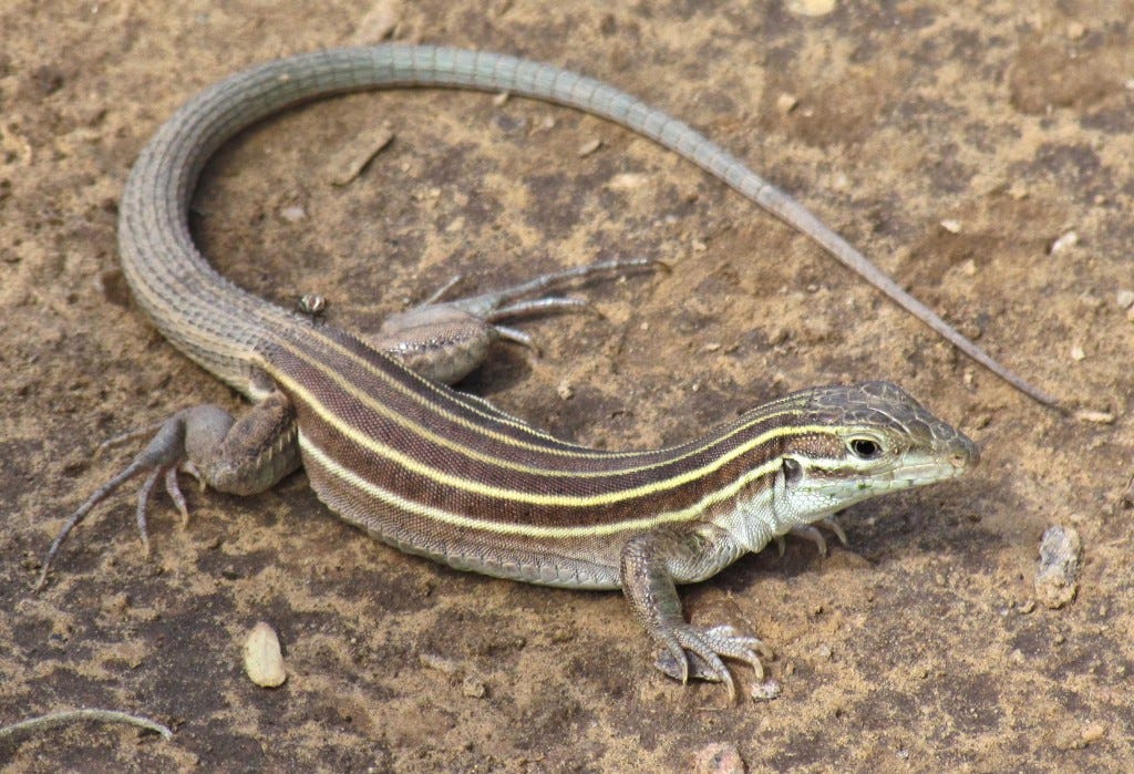 Desert Grassland Whiptails – Over The Edge and Beyond: Journal of a  Naturalist