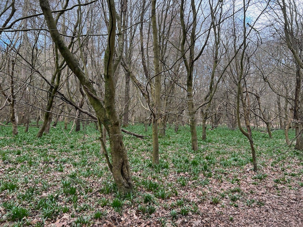 Photo by Author — emerging Bluebells