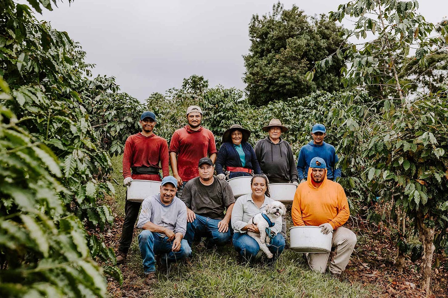 A group of coffee workers pose among coffee trees, five standing behind four kneeling in front