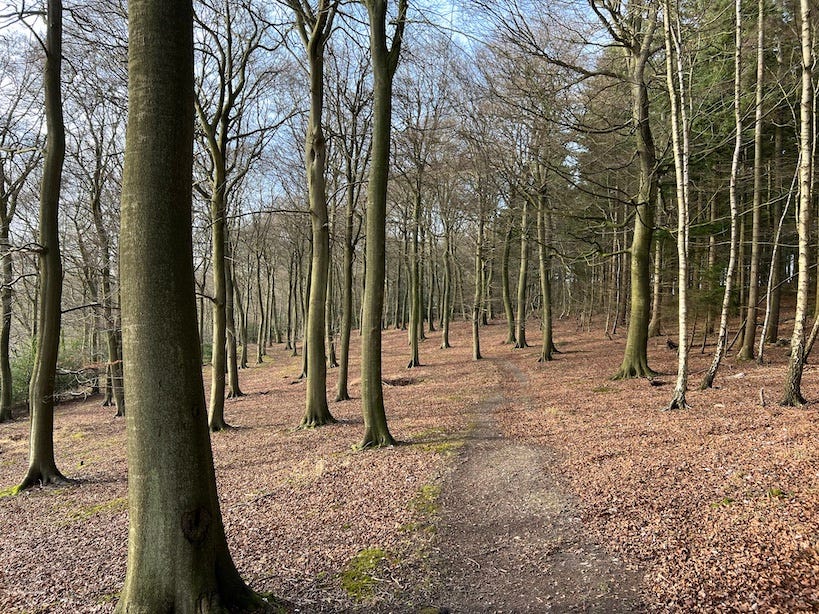 a winter walk in a sunny wood