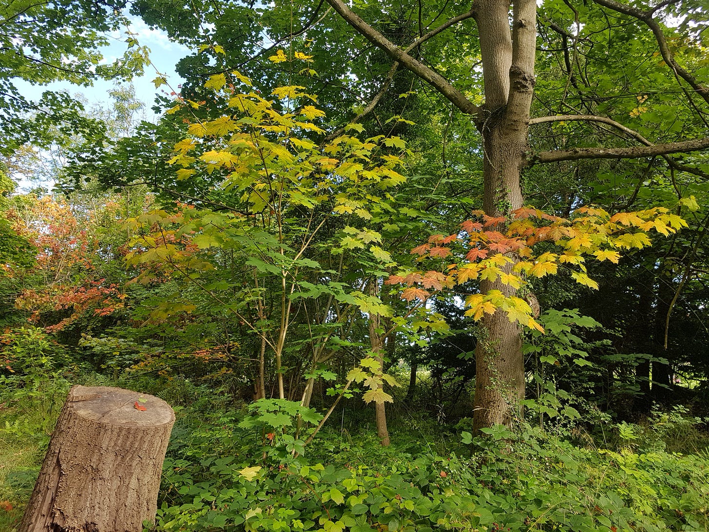 Trees with red, yellow, orange and green leaves