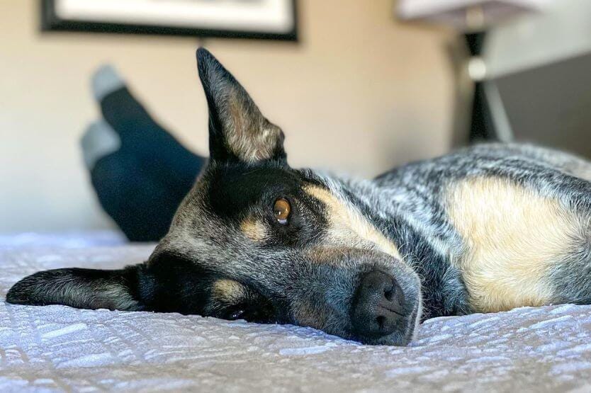 Scout the blue heeler lies on her side on a bed