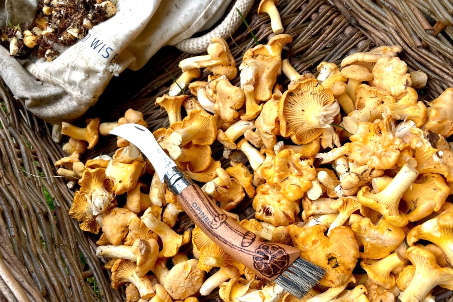 Foraged Chanterelle