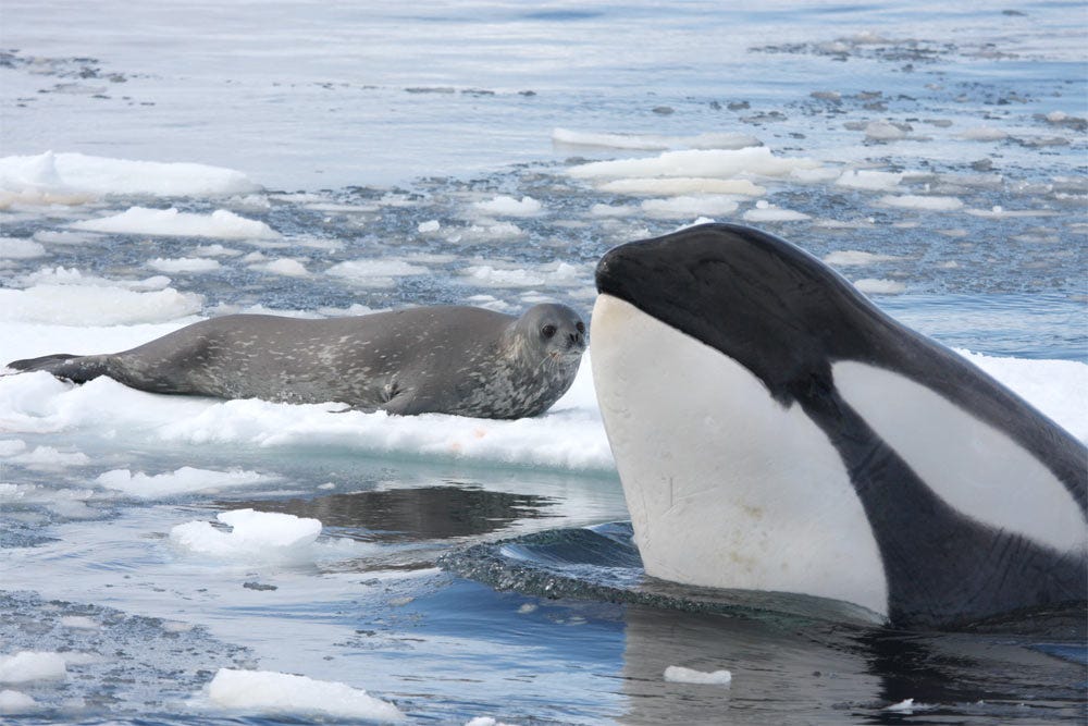 Killer whales make meals of seals, using big waves