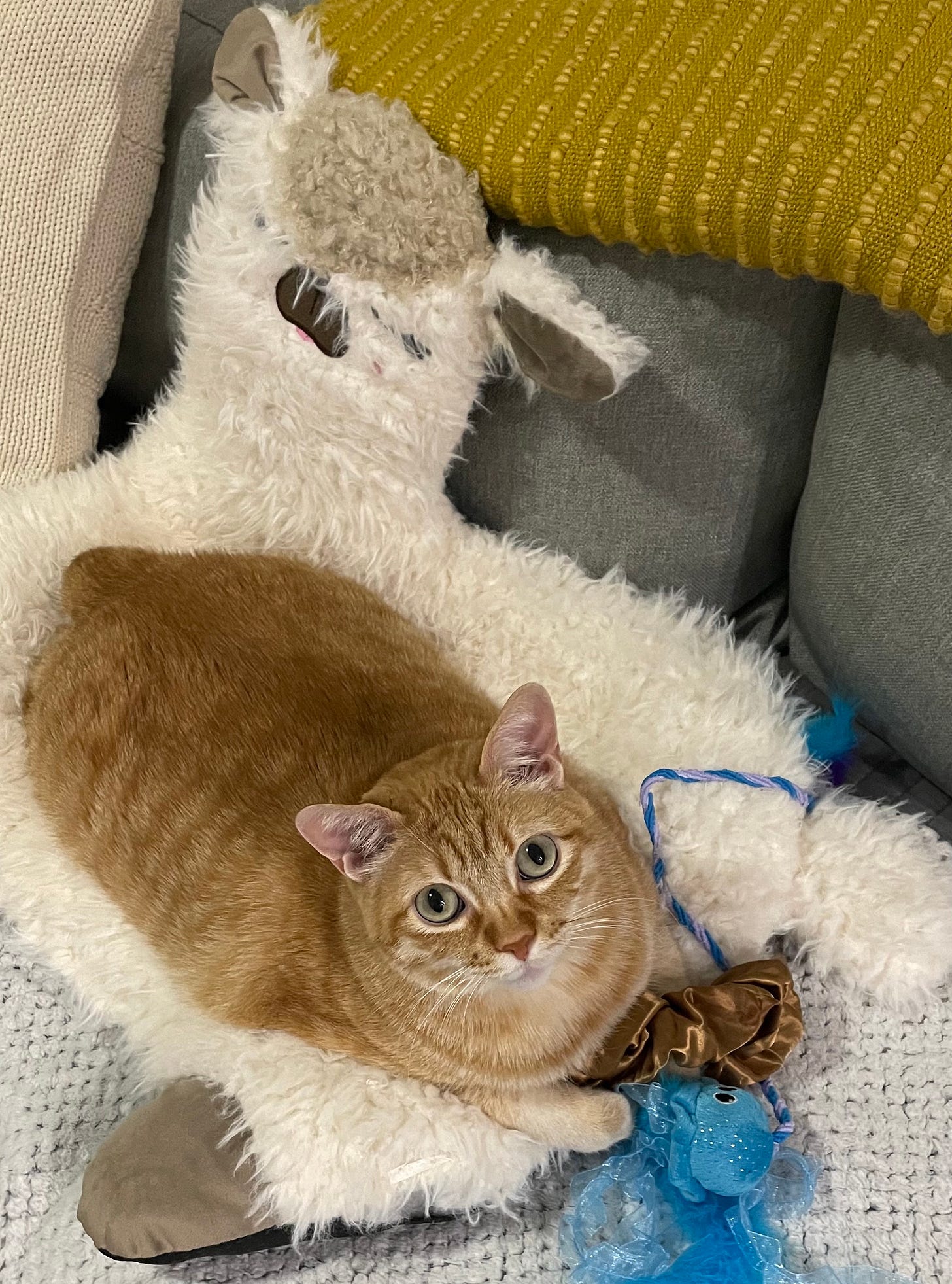 My orange tabby cat rests on a cushion shaped like an alpaca. He looks snuggly and super comfortable. 