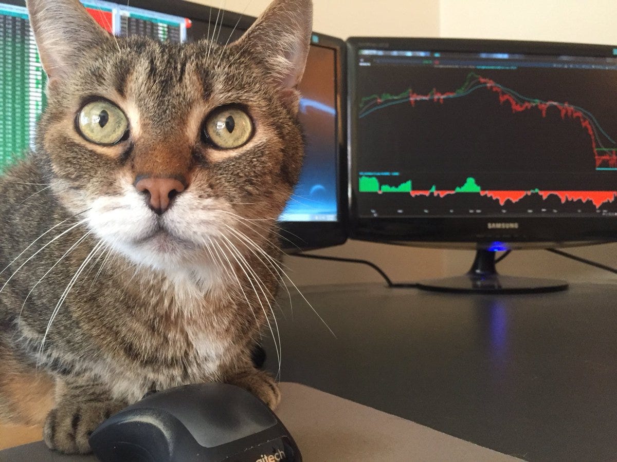 on Twitter: "Have you talked to your cat about this stock market selloff?  https://t.co/xMP2wiNiJ3" / Twitter