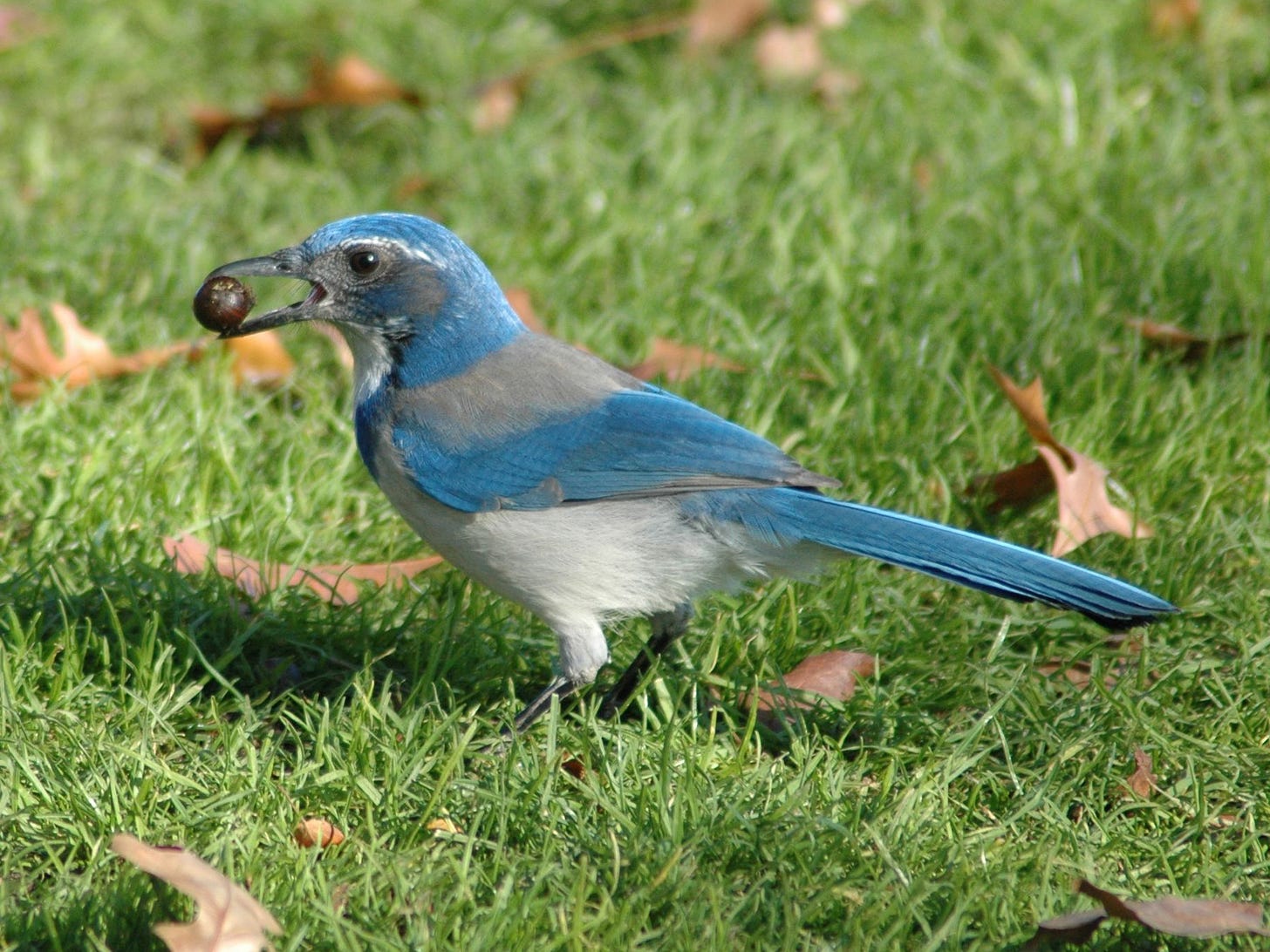 "File:Western Scrub Jay holding an Acorn at Waterfront Park in Portland, OR.JPG" by The original uploader was Msulis at English Wikipedia. is licensed under CC BY-SA 2.5.