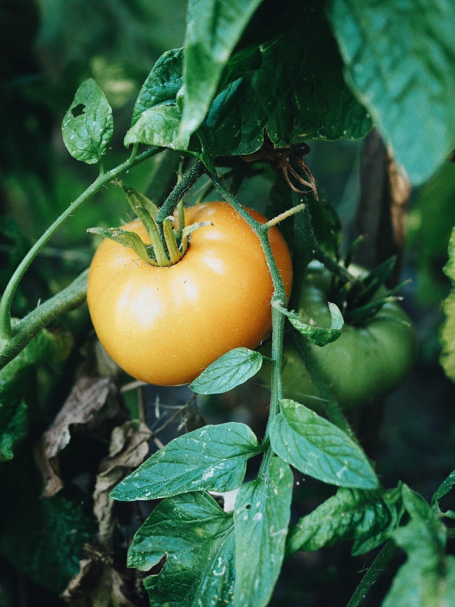 Yellow tomato on the bush