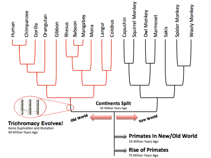 Phylogenetics | Primate Color Vision - EvoEd : EvoEd