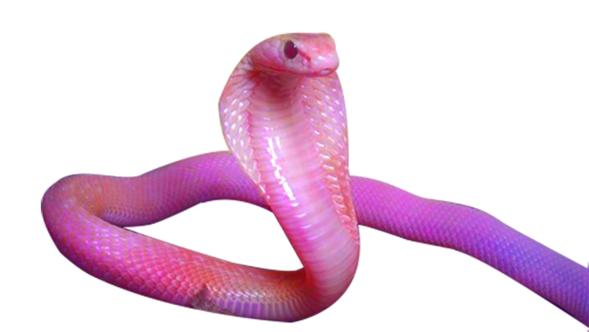 🔥 Pink Cobra Snake PNG Download HD - 2021 Full HD Transparent PNG