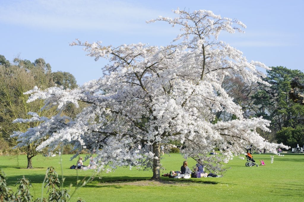 What's On this Spring 2024 - Cambridge University Botanic Garden