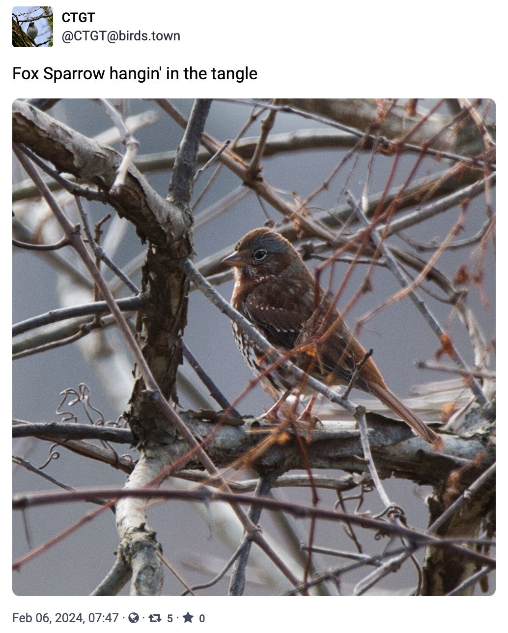 Fox Sparrow hangin' in the tangle