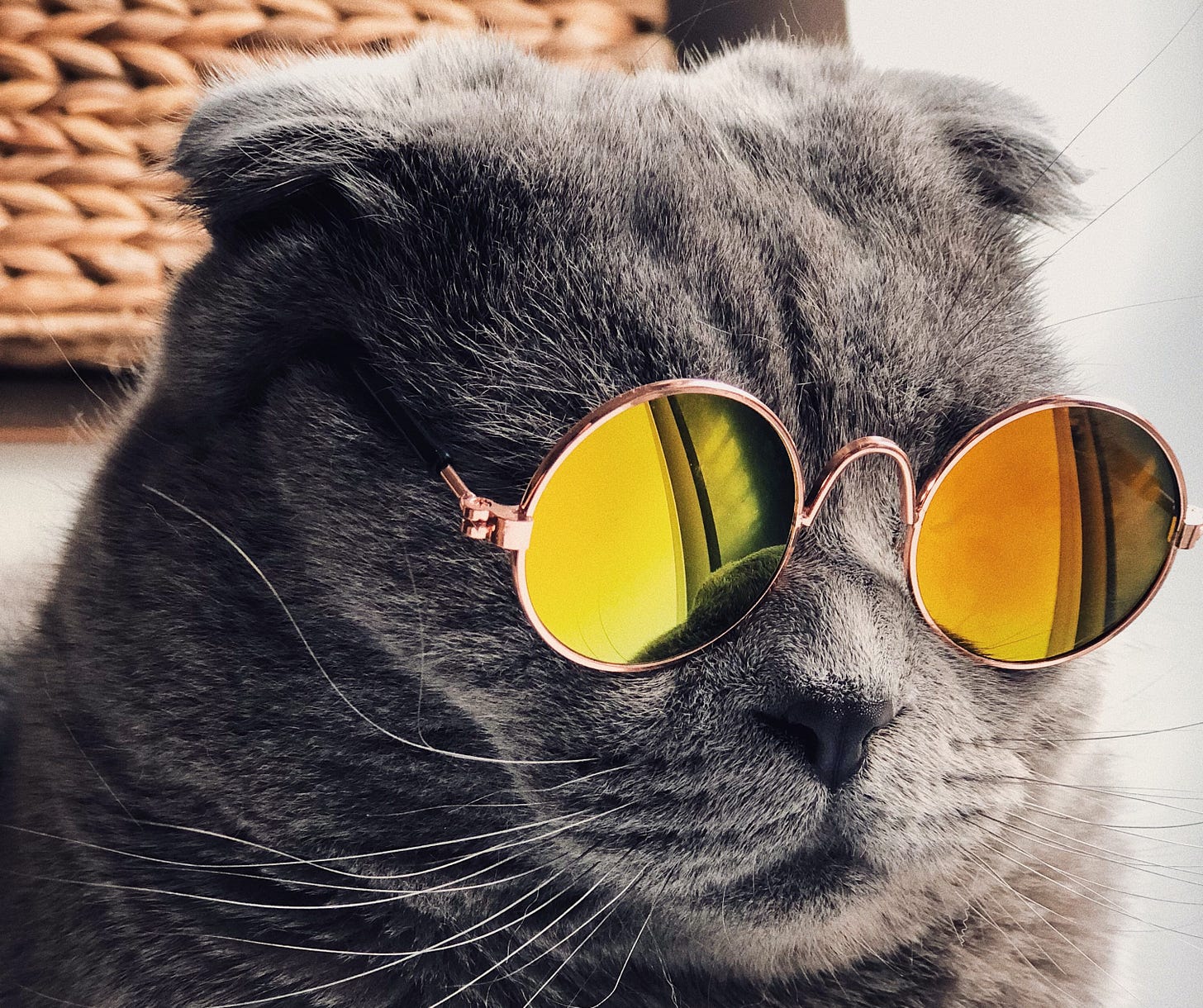 A fluffy gray cat wearing round mirrored sunglasses