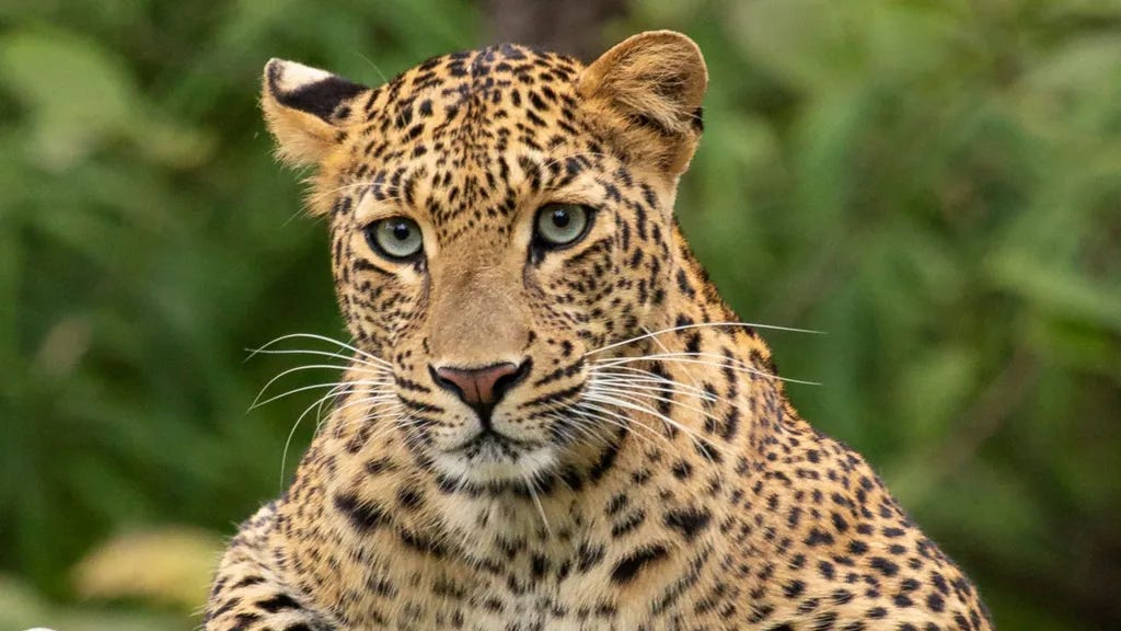 A leopard, staring at the camera.