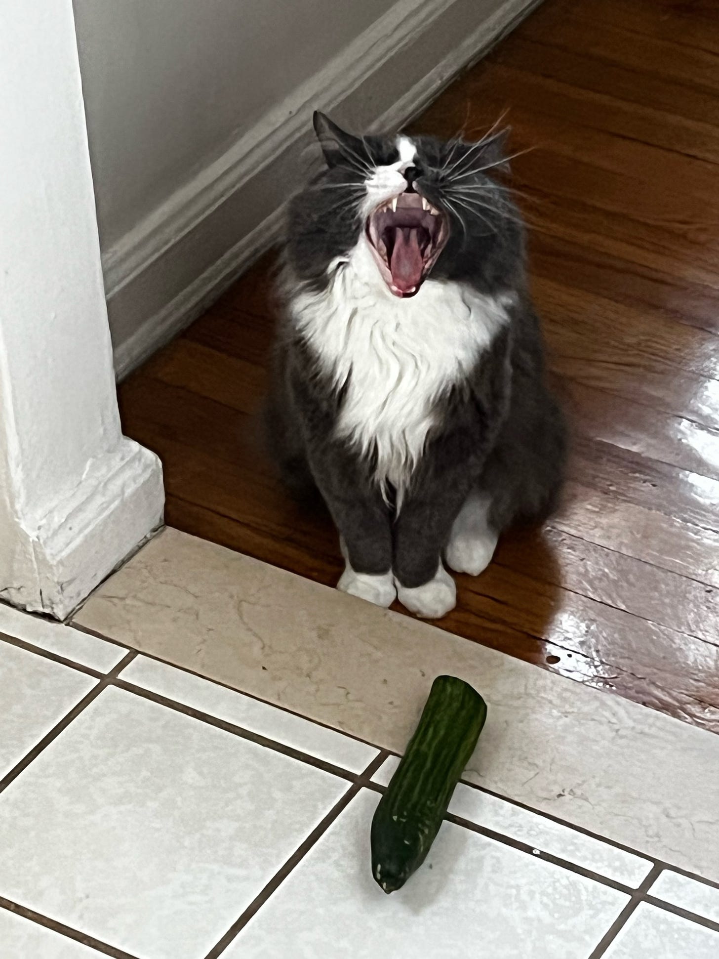 Gustav the cat opens his mouth very wide, sitting in front of a cucumber