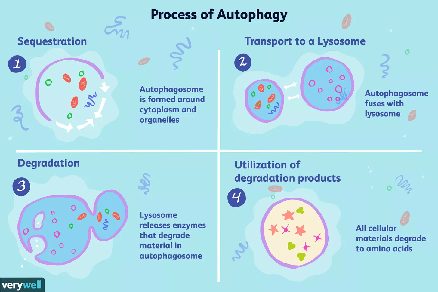 Process of autophagy