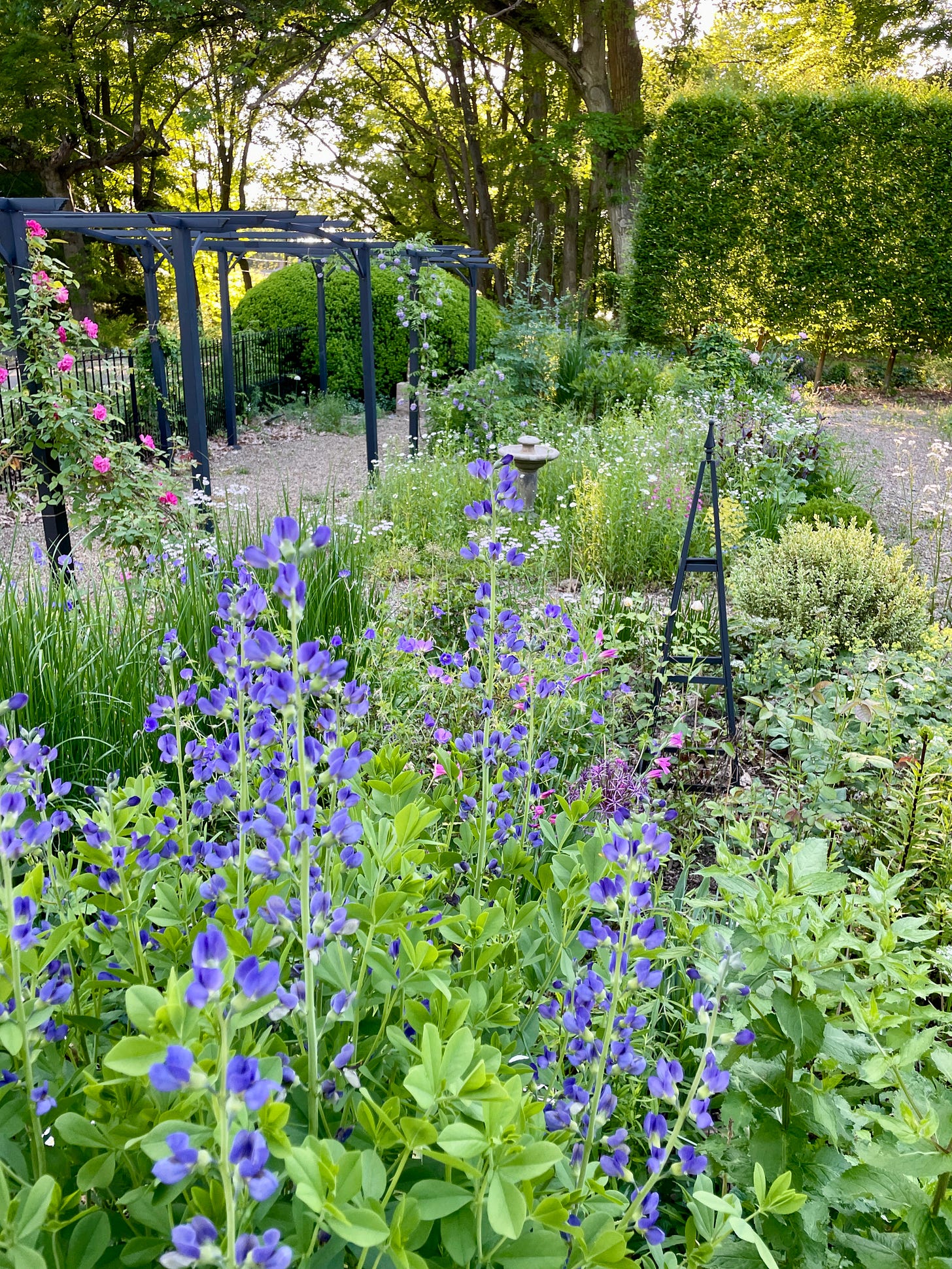 The Cottage Garden and Pergola Walk in 2024 at Havenwood. 