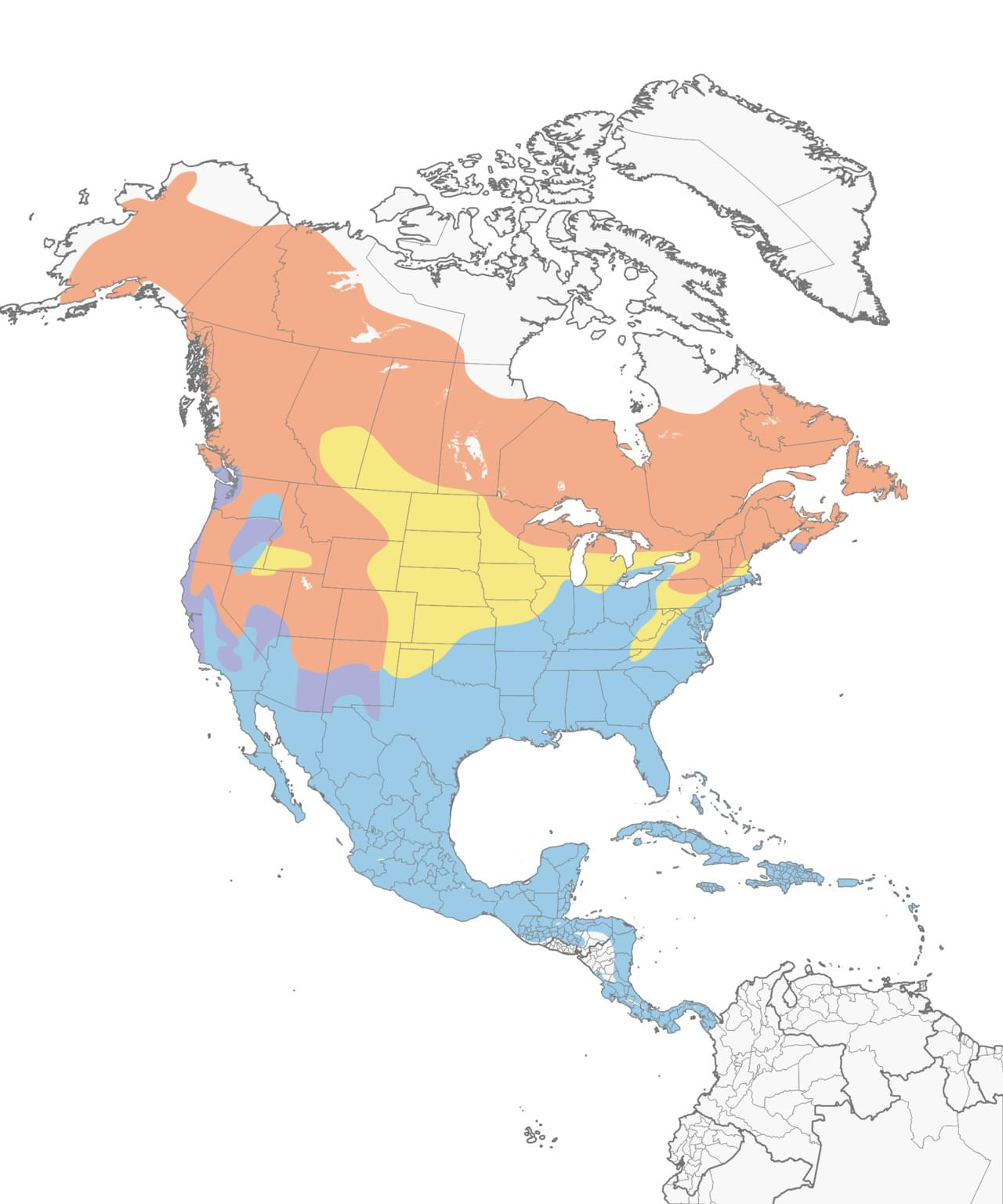 Yellow-rump.jpg