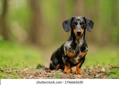 2,063 Marble Dachshund Images, Stock Photos & Vectors | Shutterstock