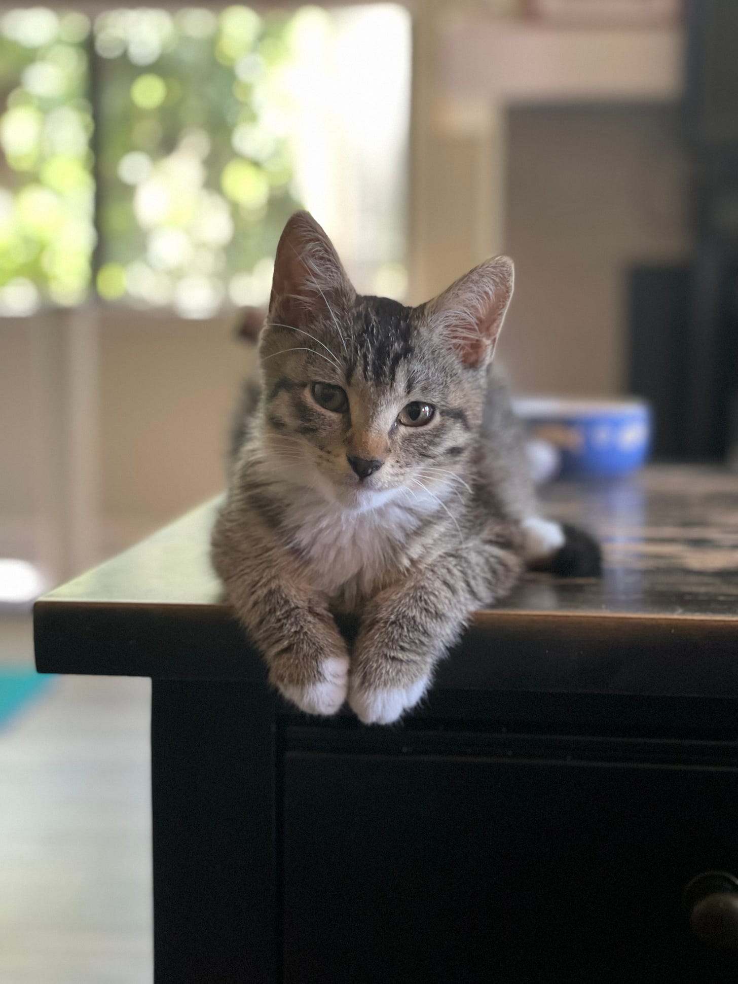 picture of a tabby kitty