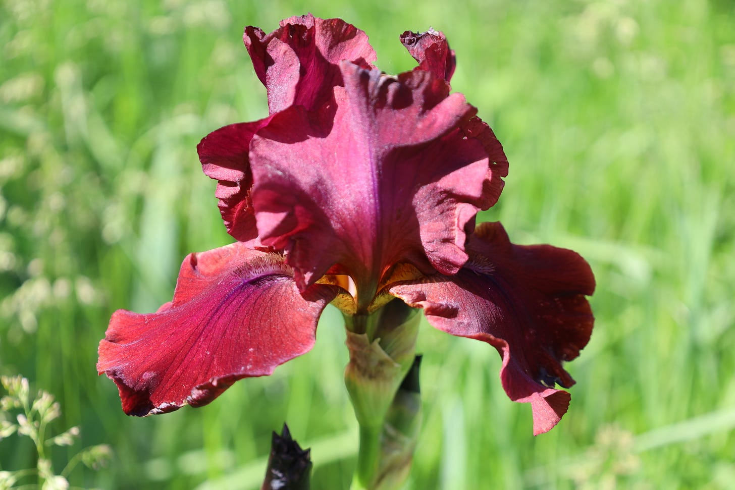 A red bearded iris at the Genuine Faux Farm