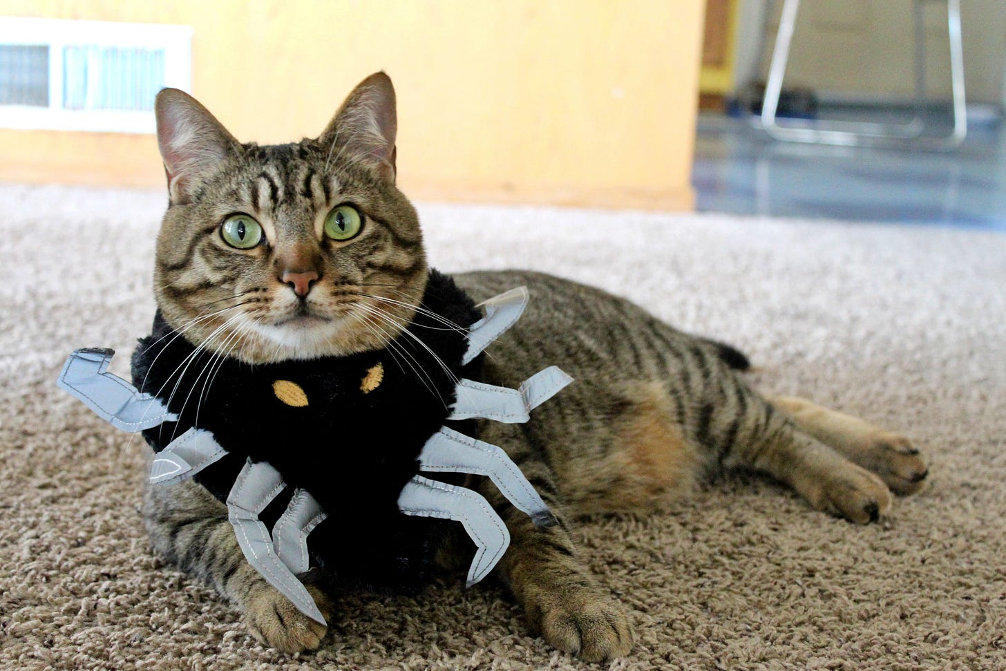 cat in spider costume