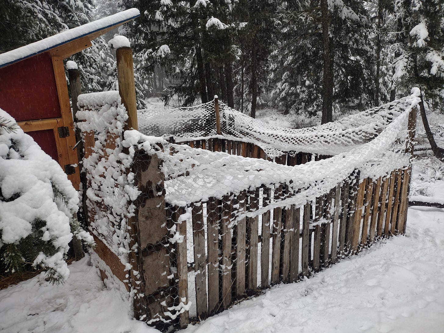 A chicken yard with the wire fence bent double under a load of snow.