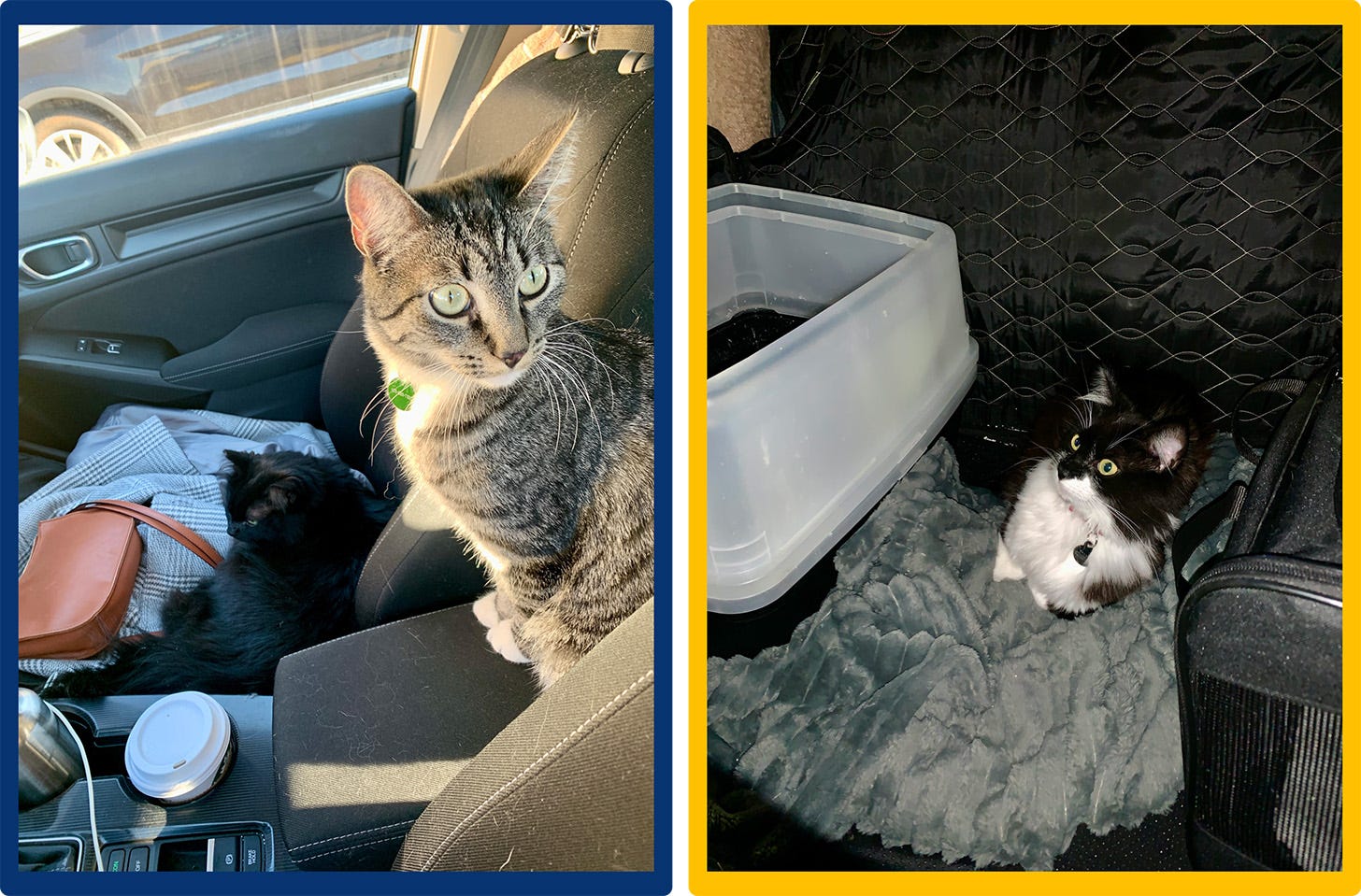 Outtakes from my feline road trip