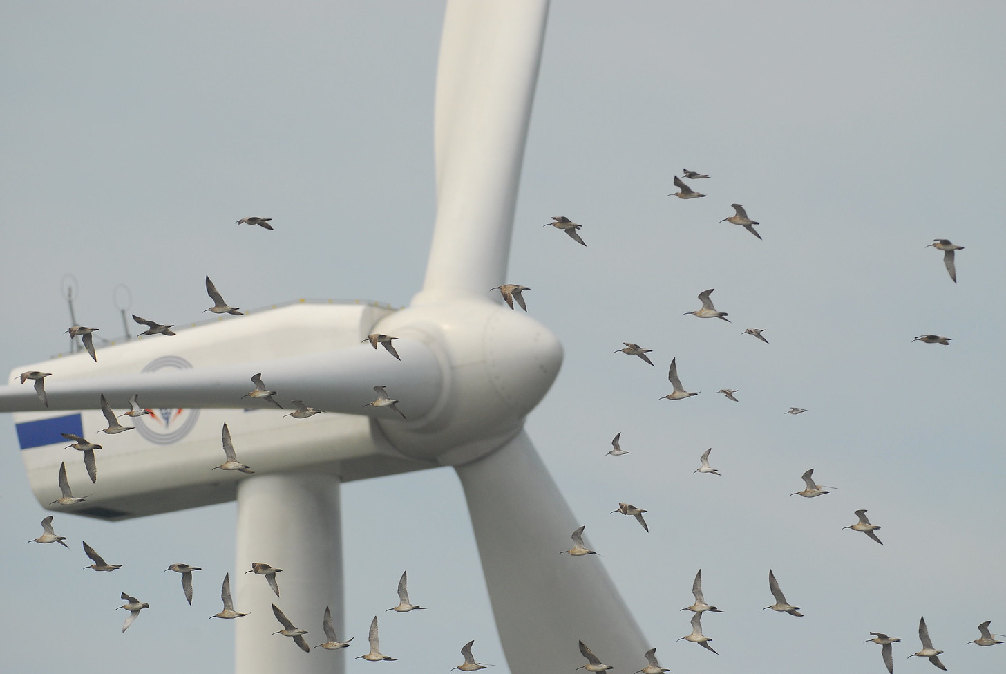 How many birds are killed by wind turbines? | Beyond Nuclear International