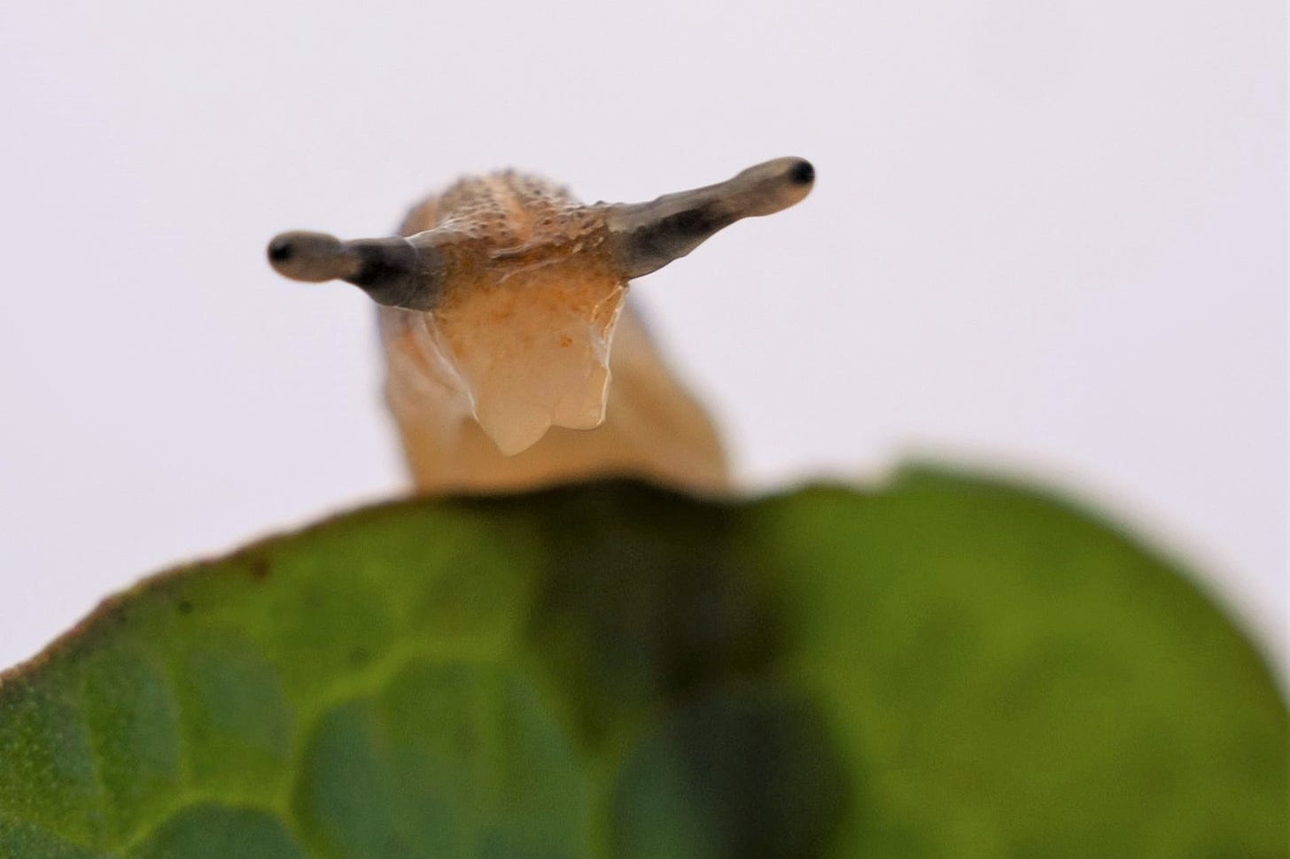 Leaf-veined slug (Athoracophoridae, native) close up on face