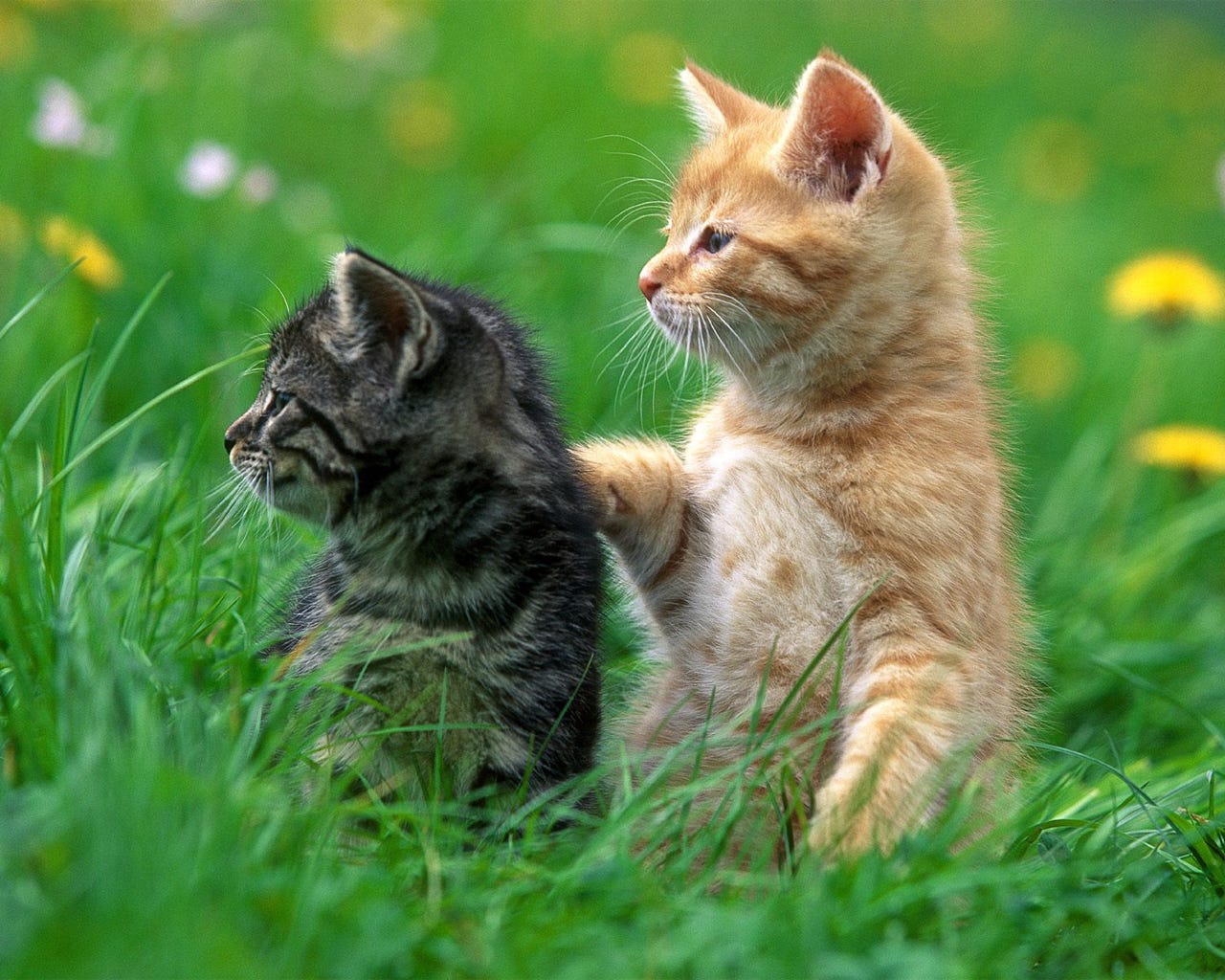 Cute Kittens - Pictures - The Wondrous Pics Cute Kittens - Pictures - The Wondrous Pics