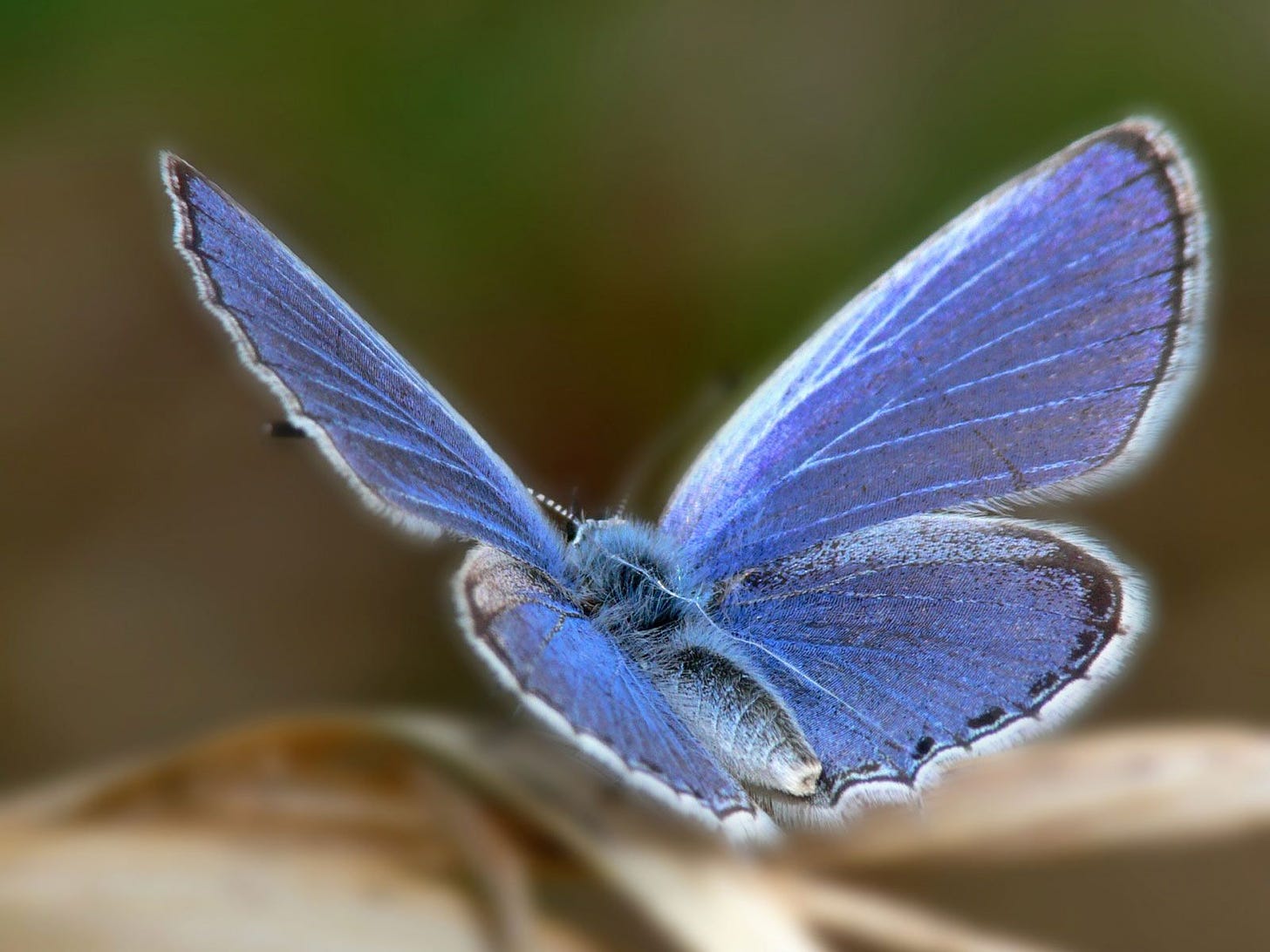 Xerces Blue Butterfly | VS Battles Wiki | Fandom