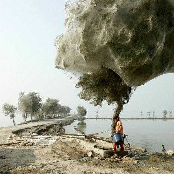 "Trees cocooned in spider webs after flooding in Sindh, Pakistan (2010)"