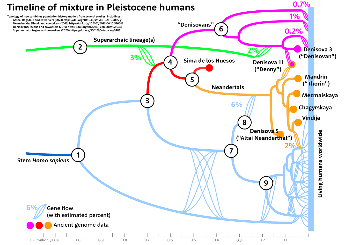 A tree showing mixture between three lineages of Denisovans, five known Neanderthals, the Denisova 11 hybrid individual, and lineages inferred to represent ancestral African groups A tree showing mixture between three lineages of Denisovans, five known Neanderthals, the Denisova 11 hybrid individual, and lineages inferred to represent ancestral African groups