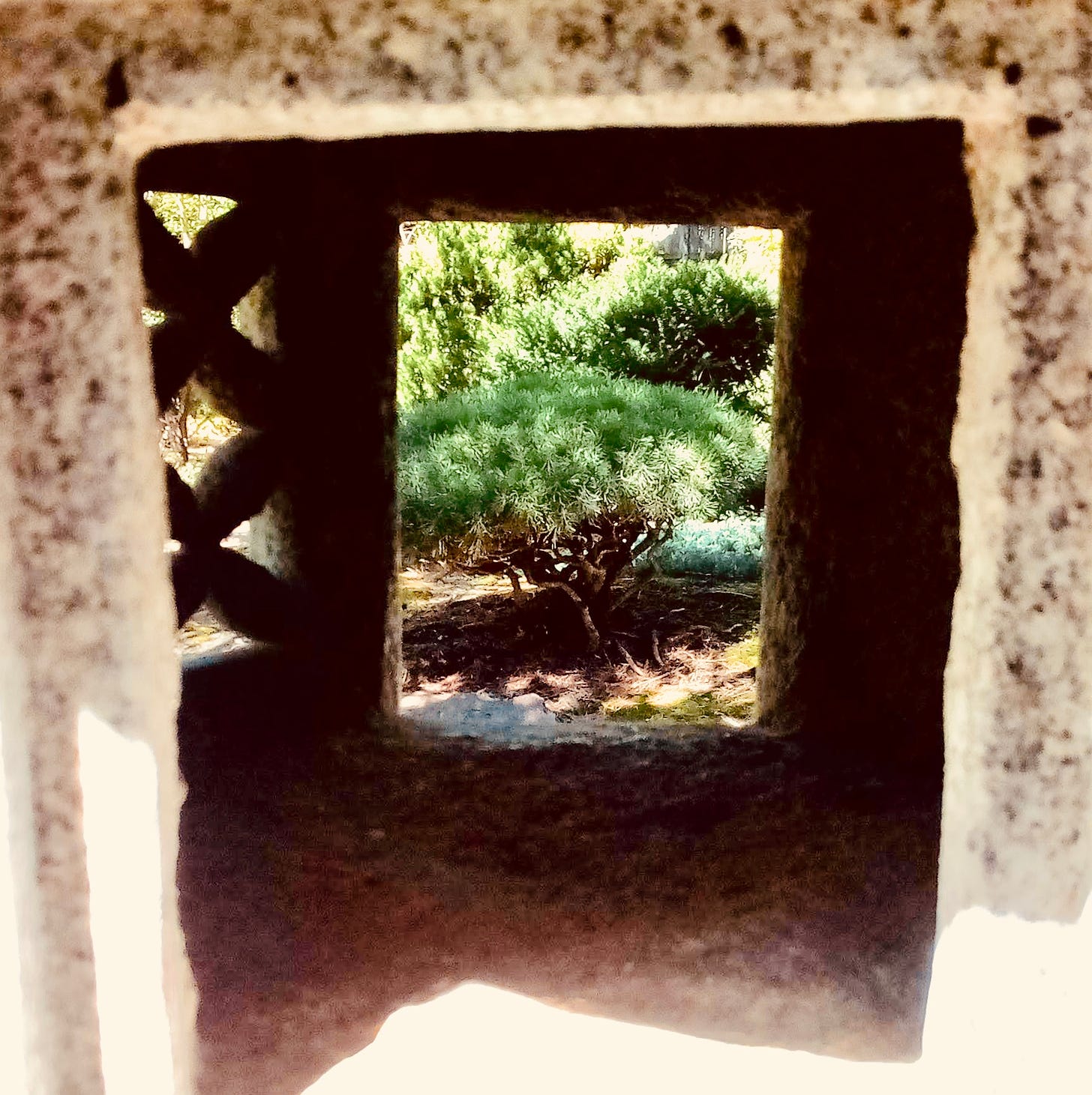 Pine shrub viewed through a window