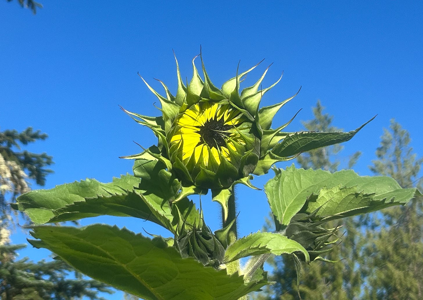 yellow sunflower opening against blue sky.