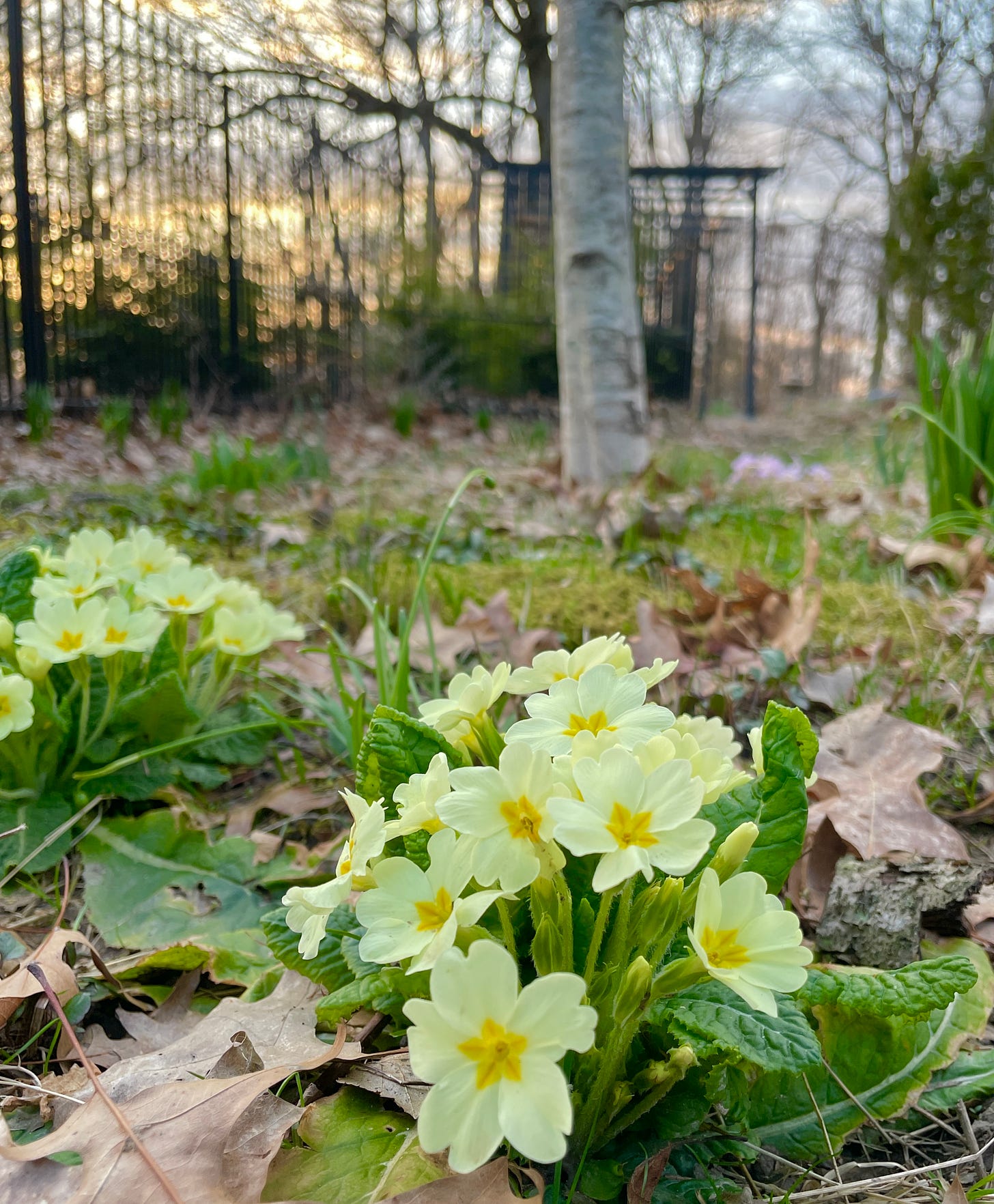Primula vulgaris in the soggy bottom of the Birch Walk. This was the first patch to have primula open this year. 